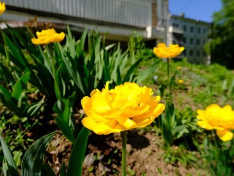 На придомовых территориях в Пущино высадили тысячи цветов Новости Пущино 